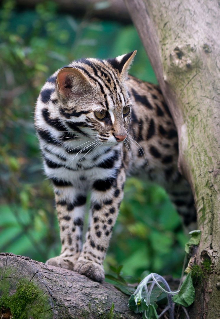 Leopard cat