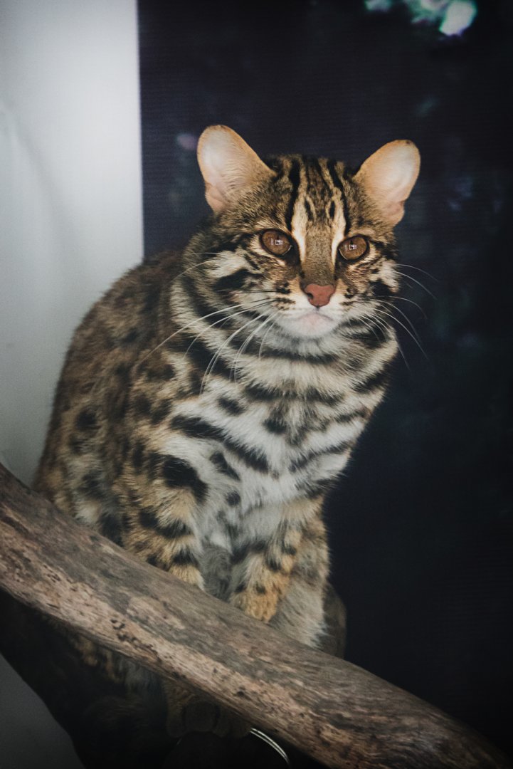 Leopard cat