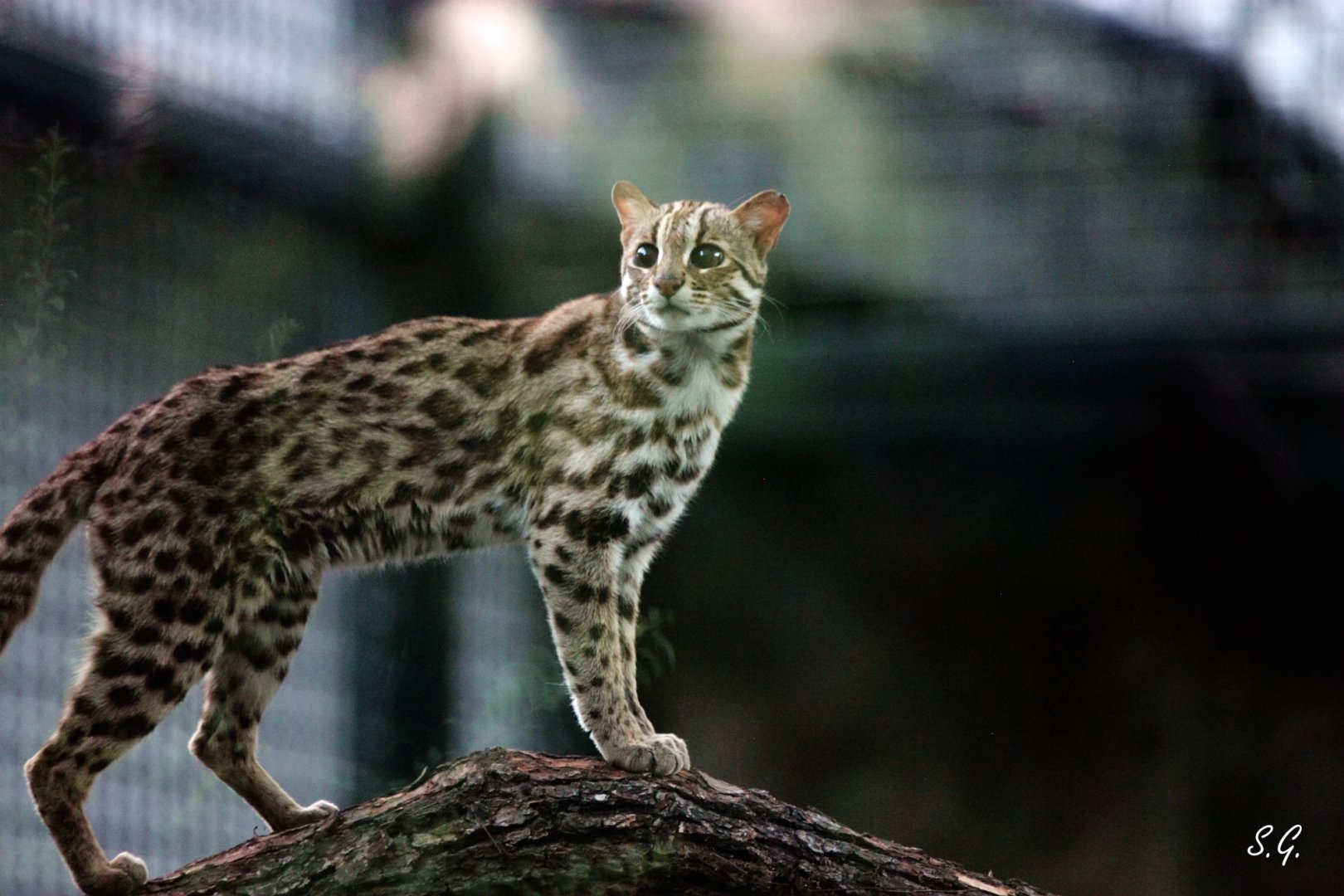 Leopard cat