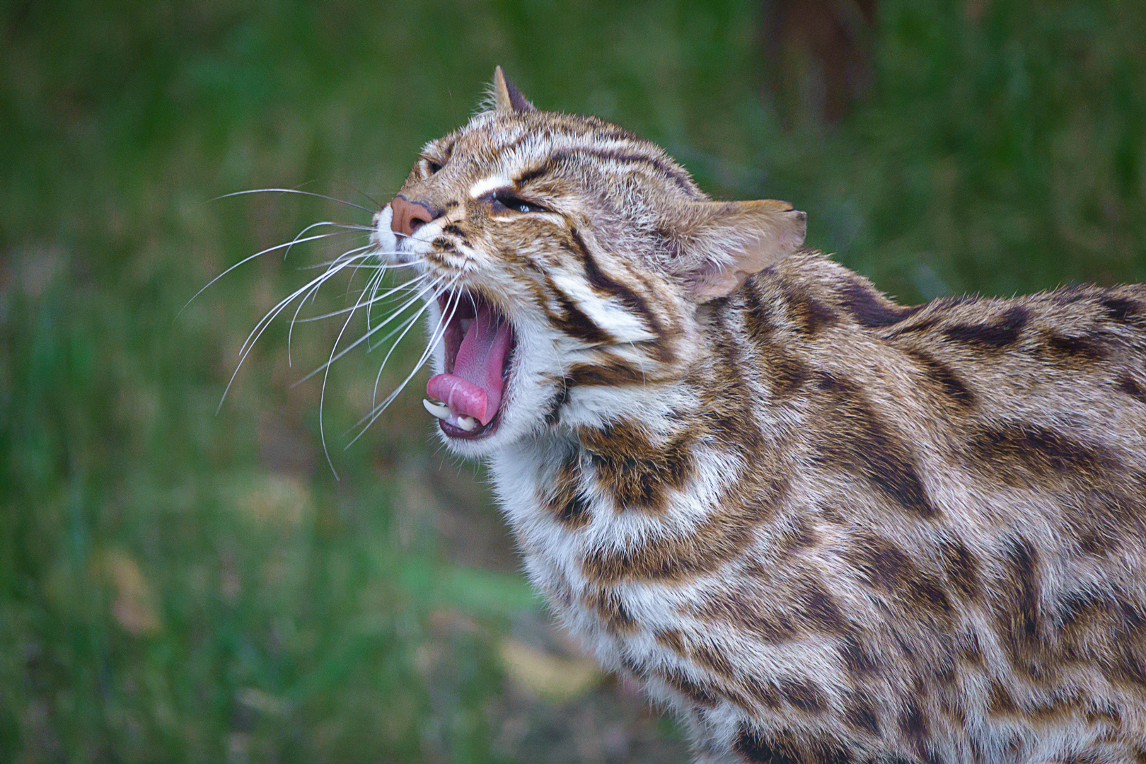 Leopard cat
