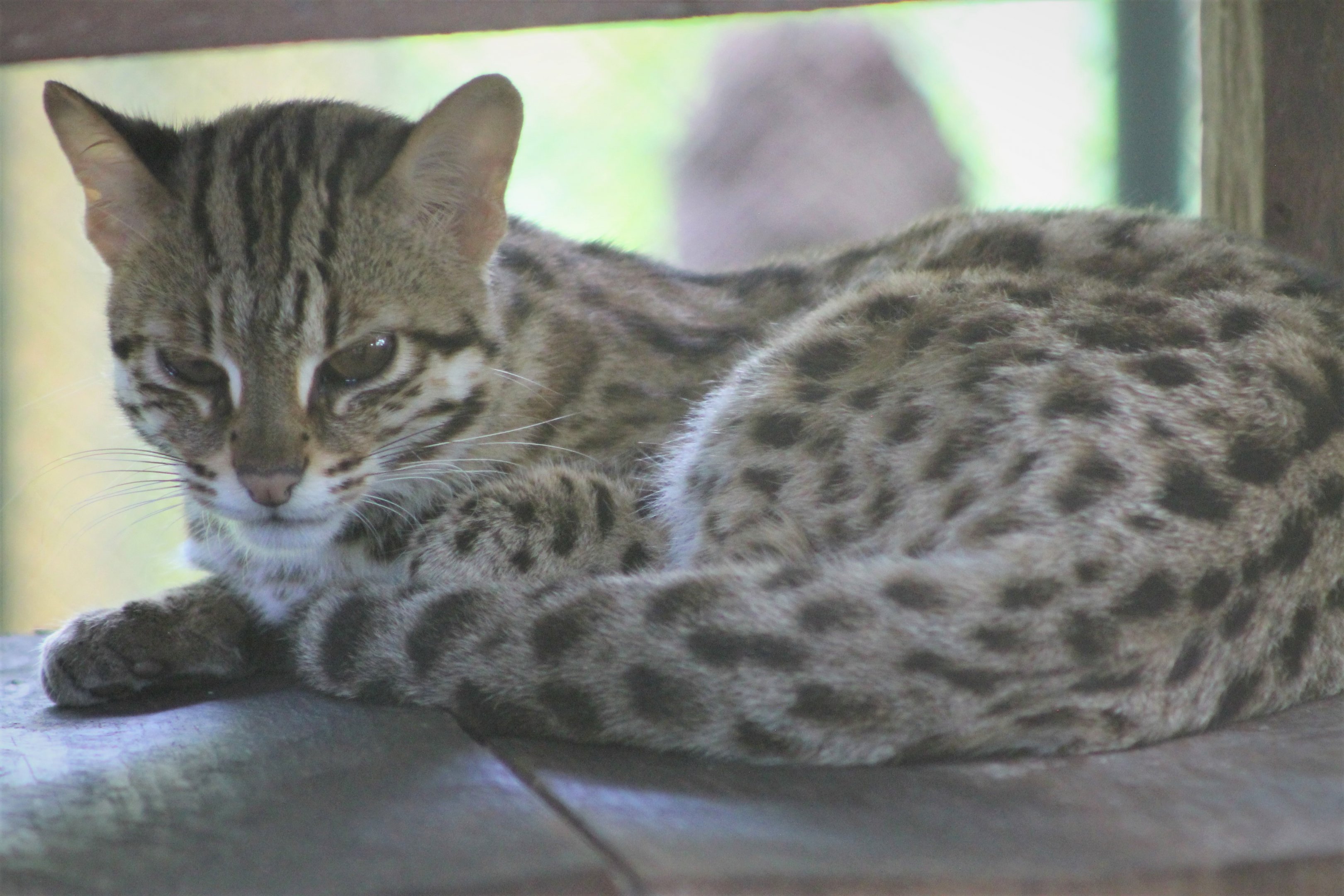 Leopard Cat