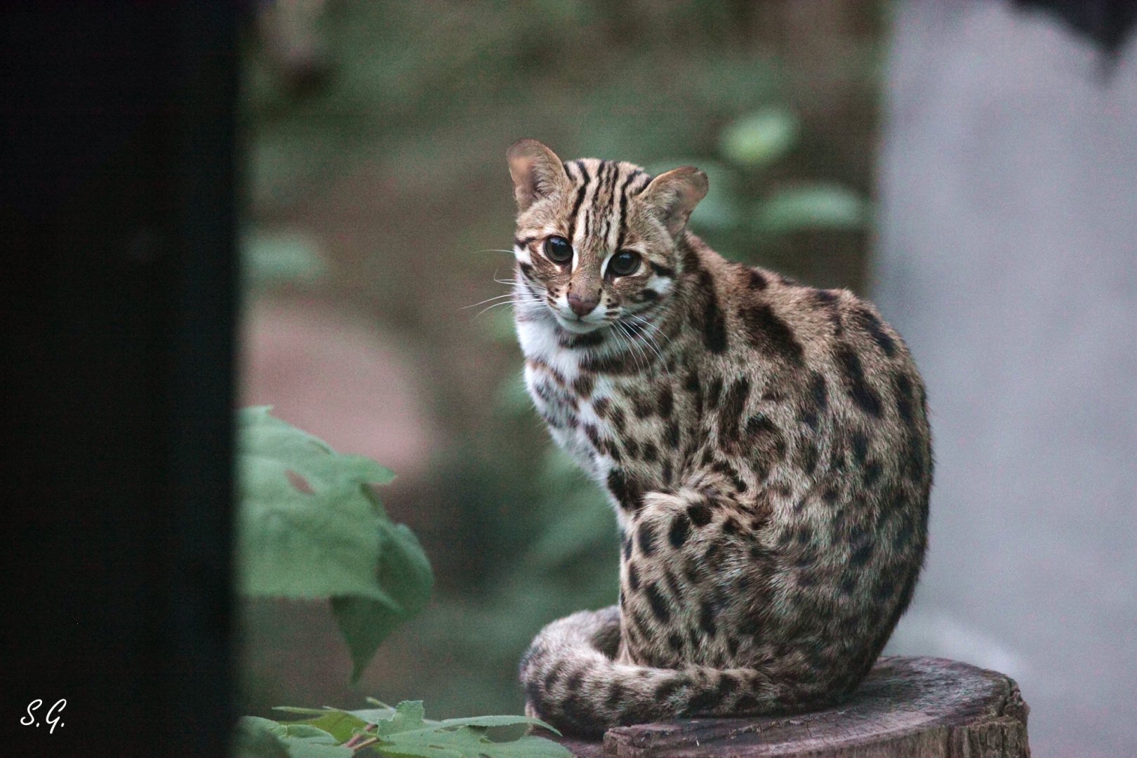 Leopard cat