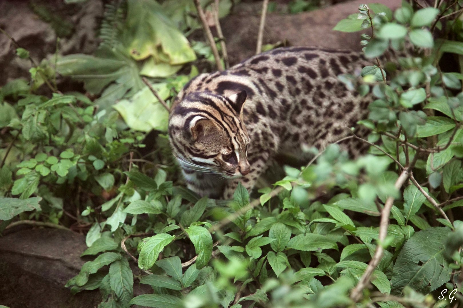 Leopard cat