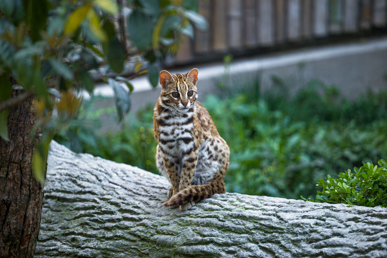 Leopard cat