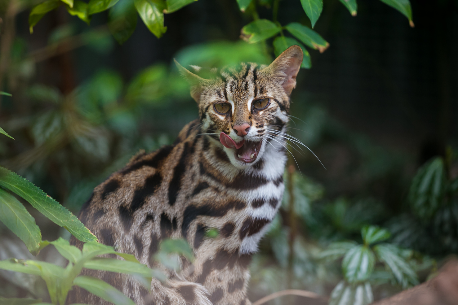Leopard cat