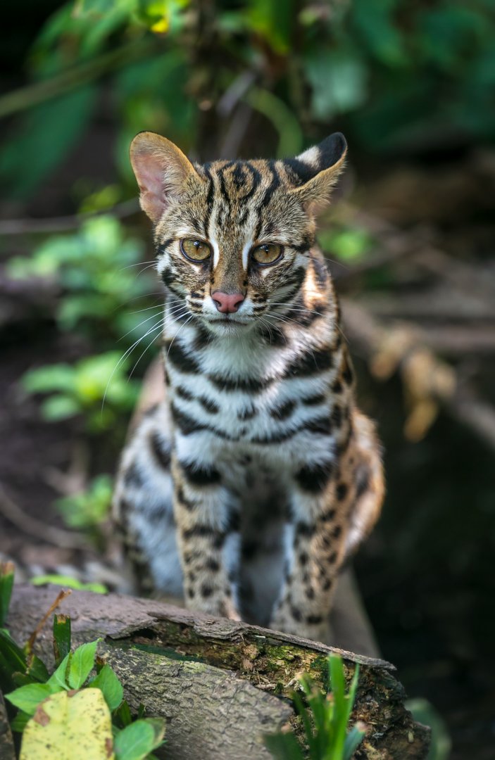 Leopard cat