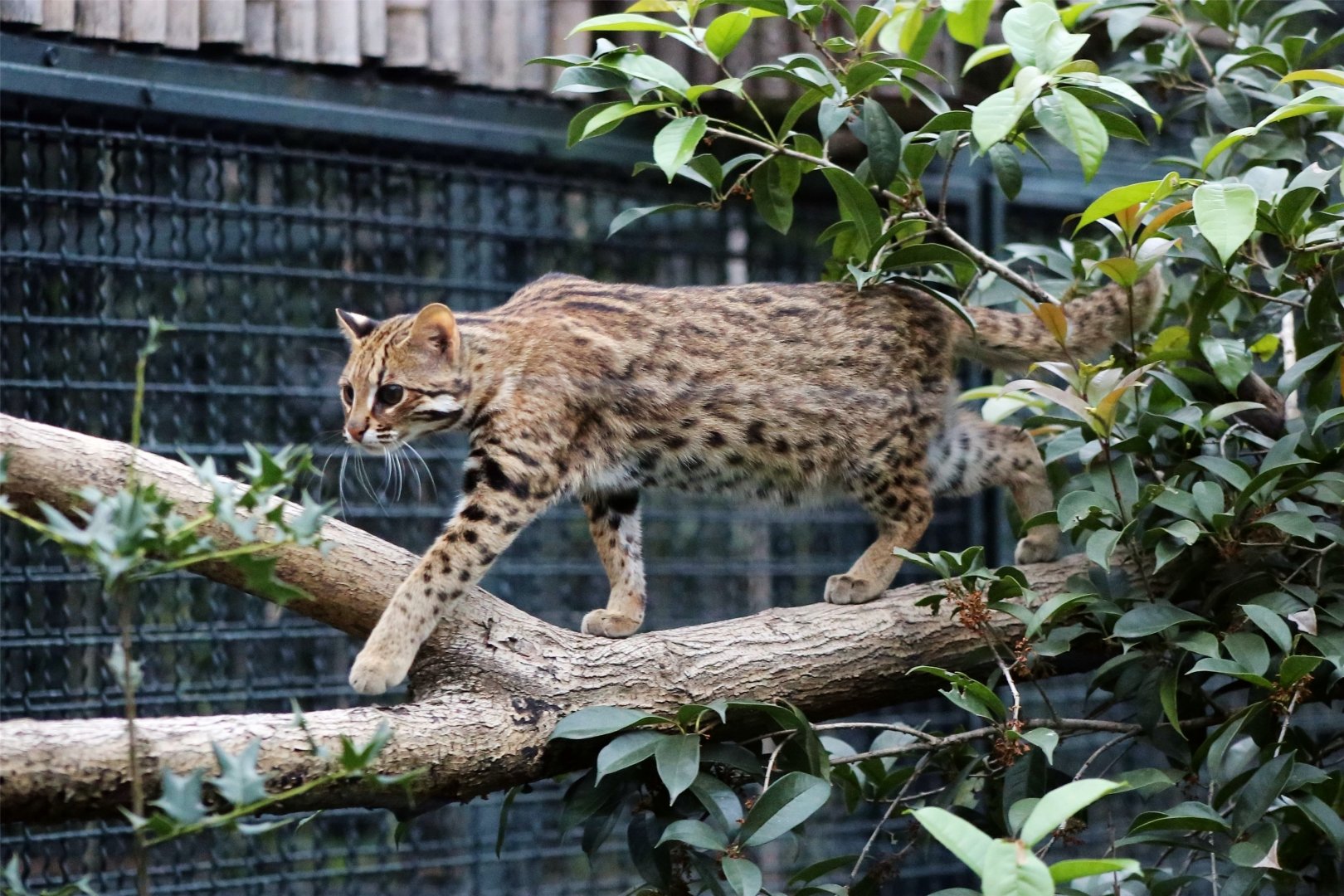 Leopard Cat