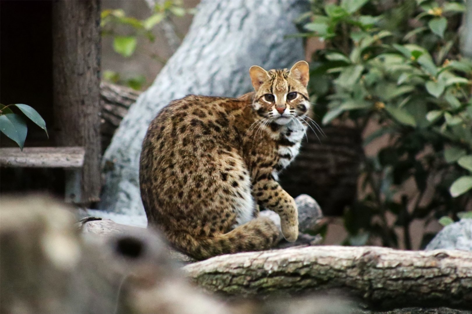 Leopard Cat