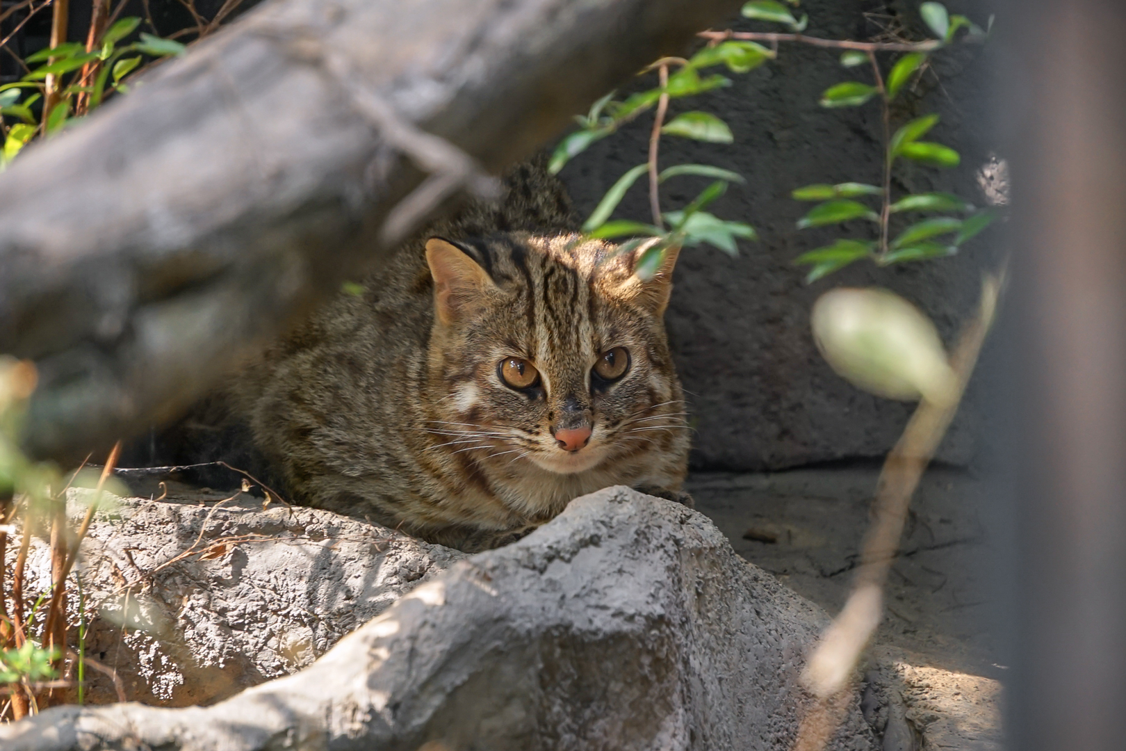 Leopard cat
