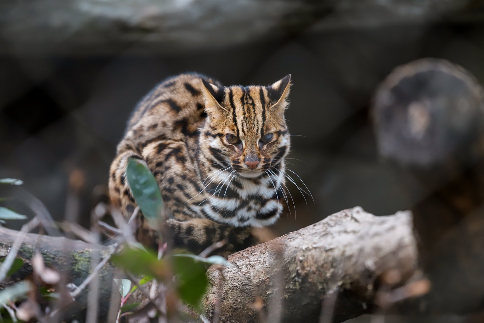 Leopard cat