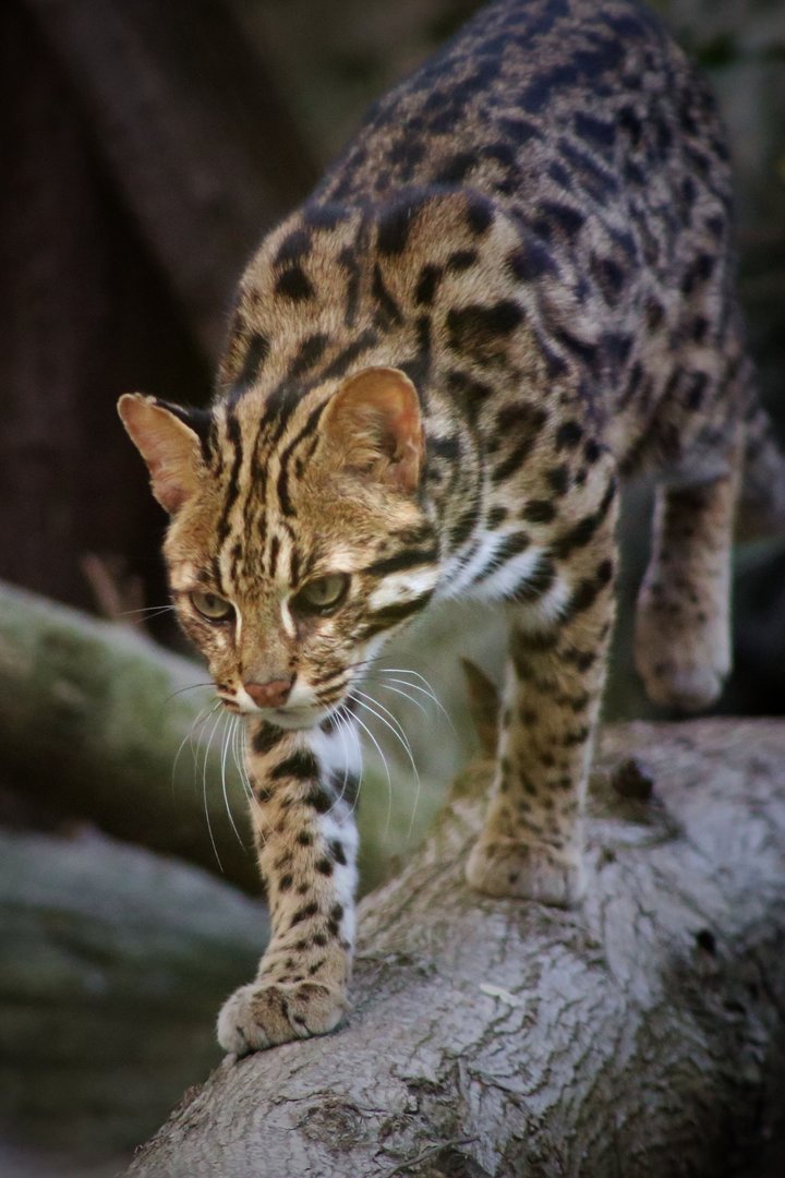 Leopard Cat
