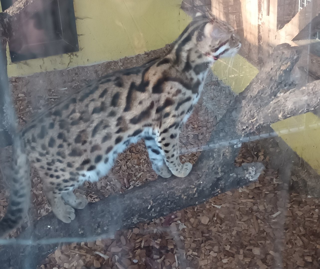Leopard Cat