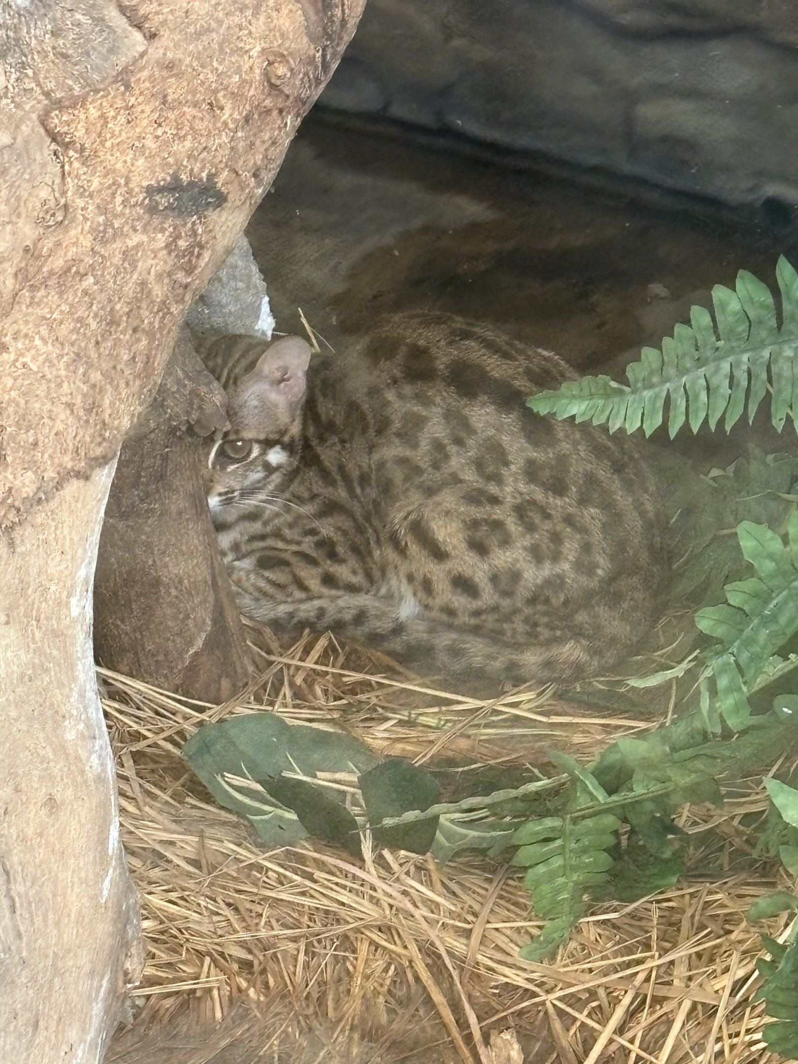 Leopard Cat