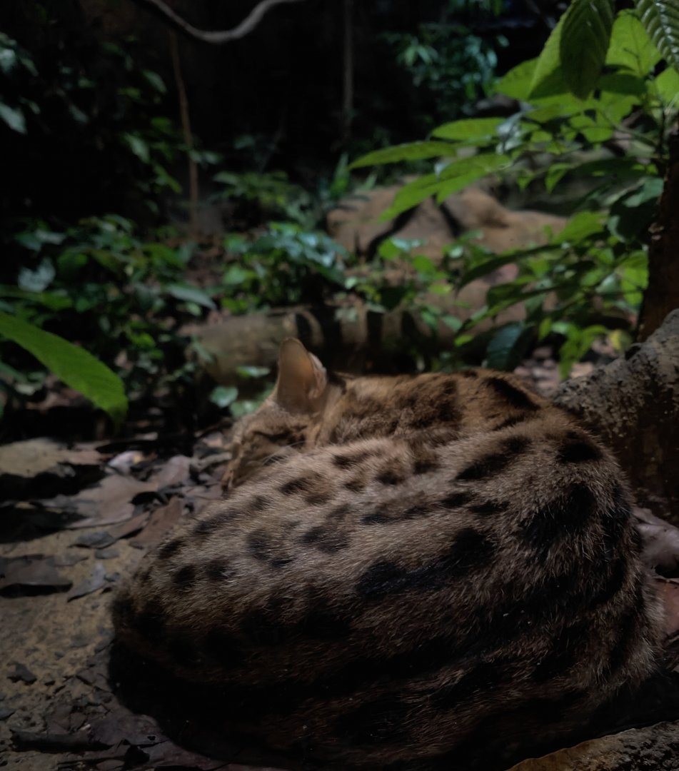 Leopard Cat