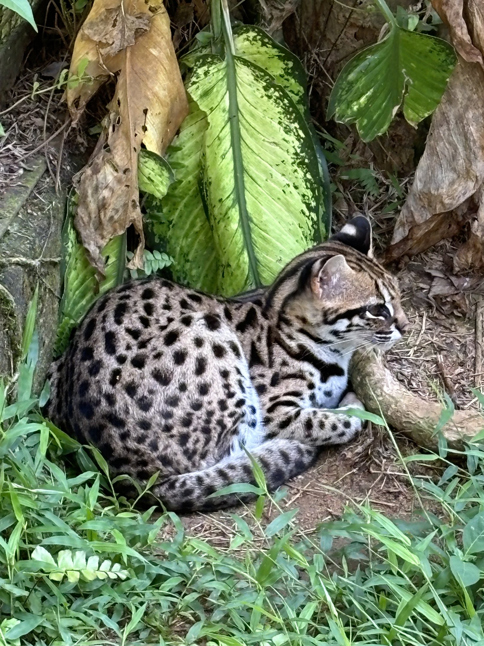 Leopard Cat