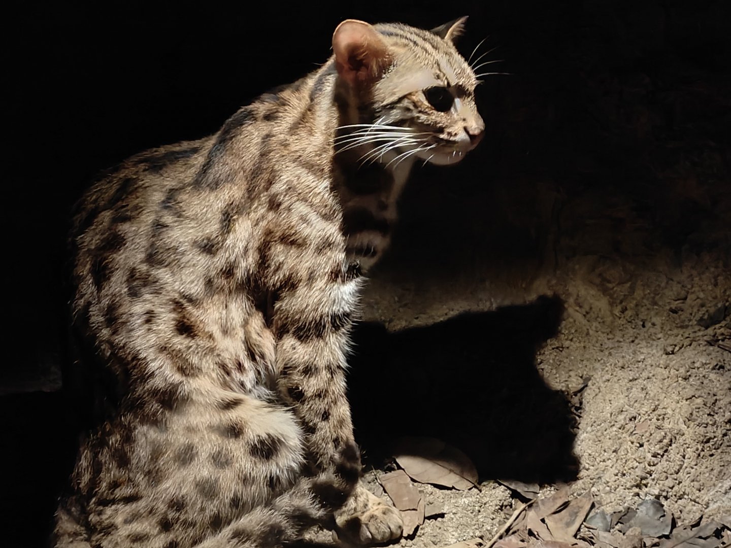 Leopard Cat
