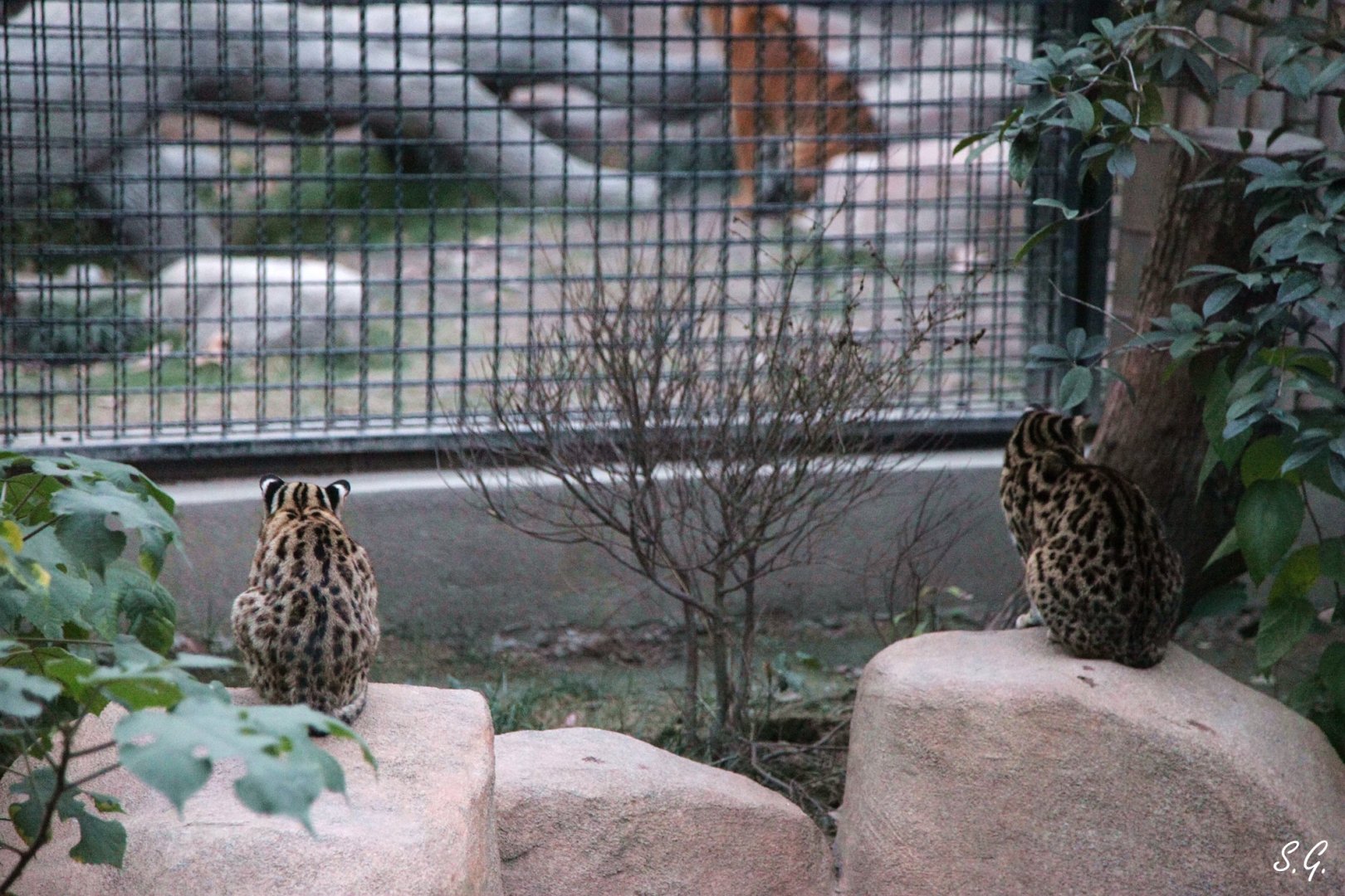 Leopard cats observing the Bengal tiger siblings next door