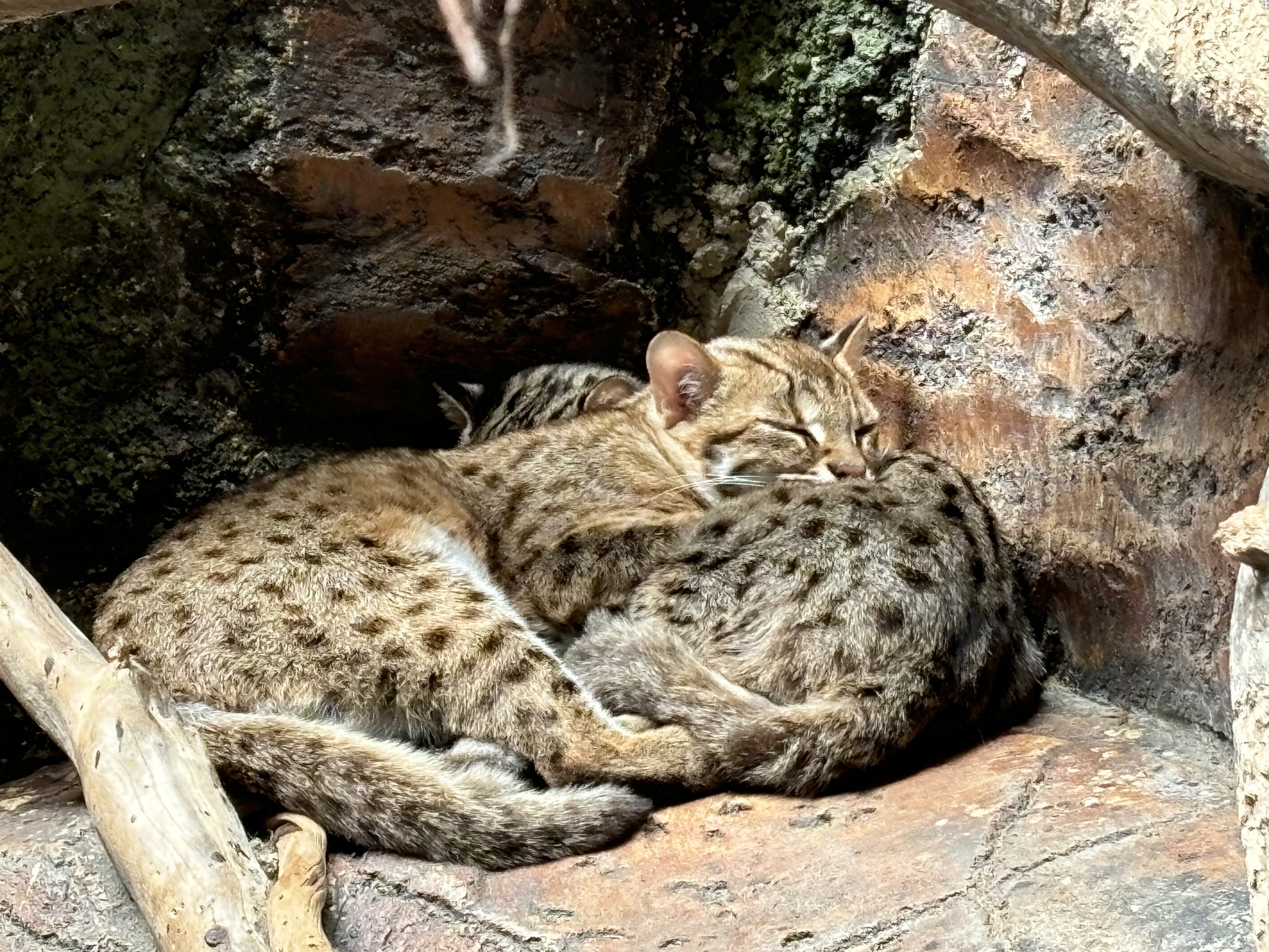 Leopard Cats