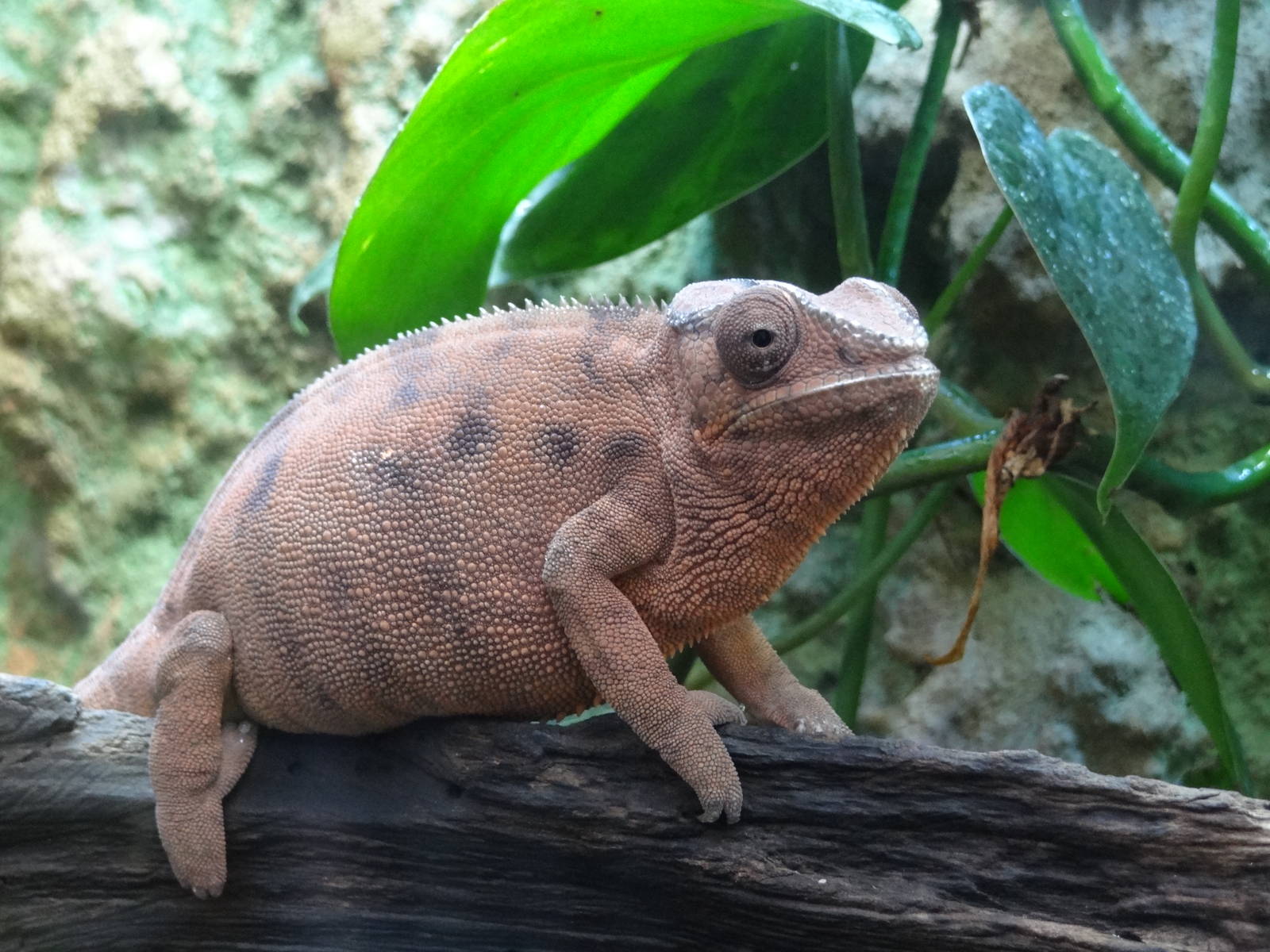 Leopard chameleon (Furcifer pardalis)