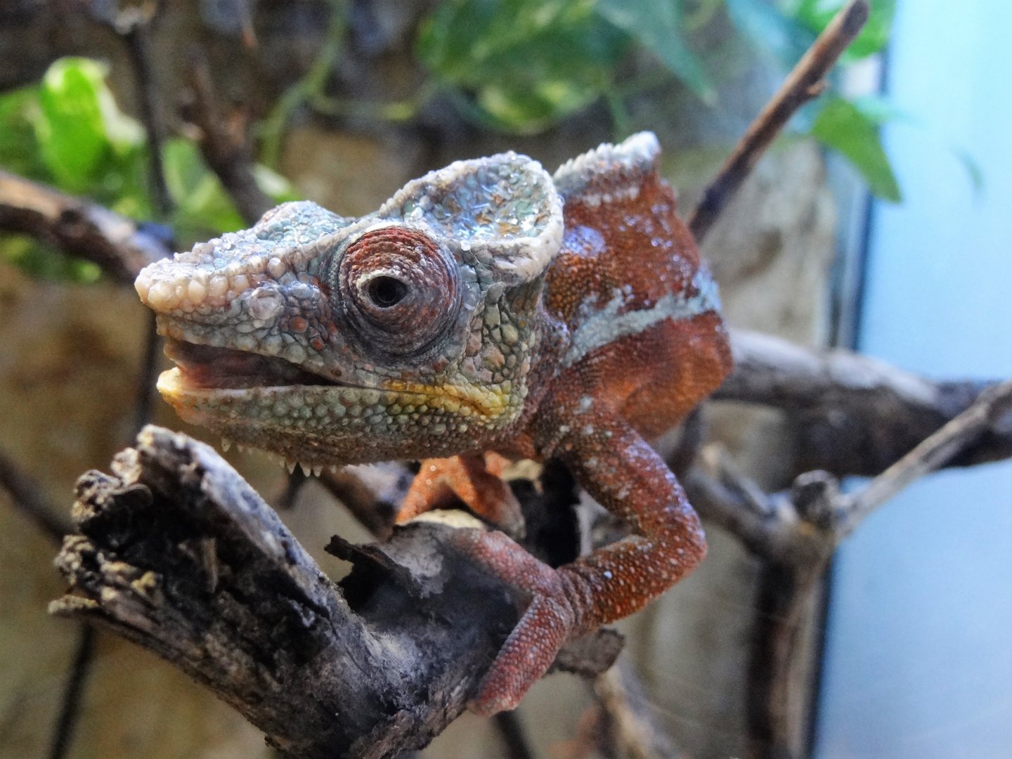 Leopard Chameleon