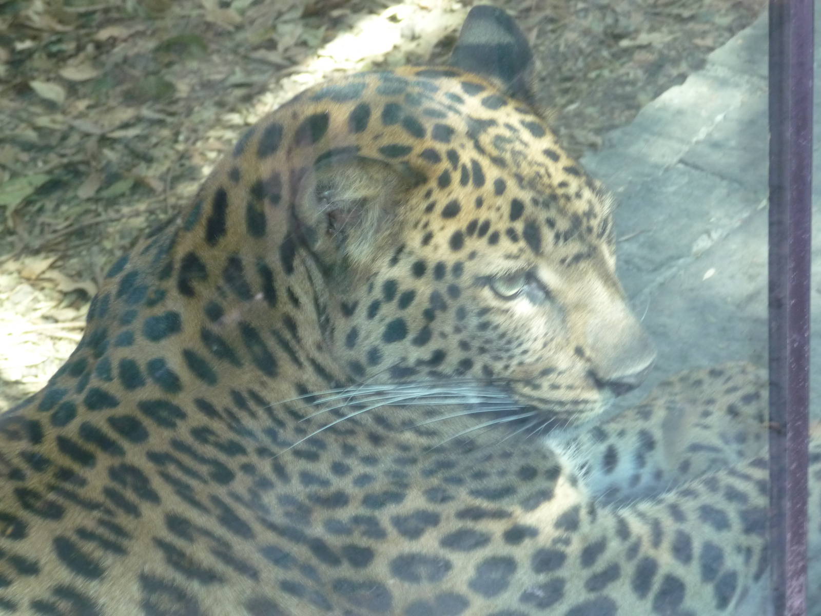 leopard chapultepec zoo