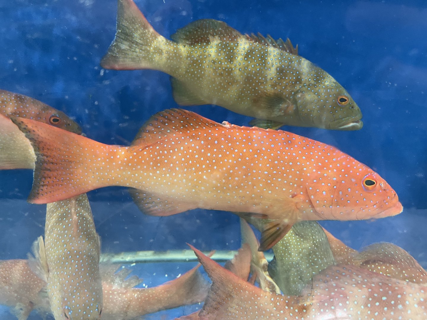 leopard coral grouper (plectropomus leopardus) (1)