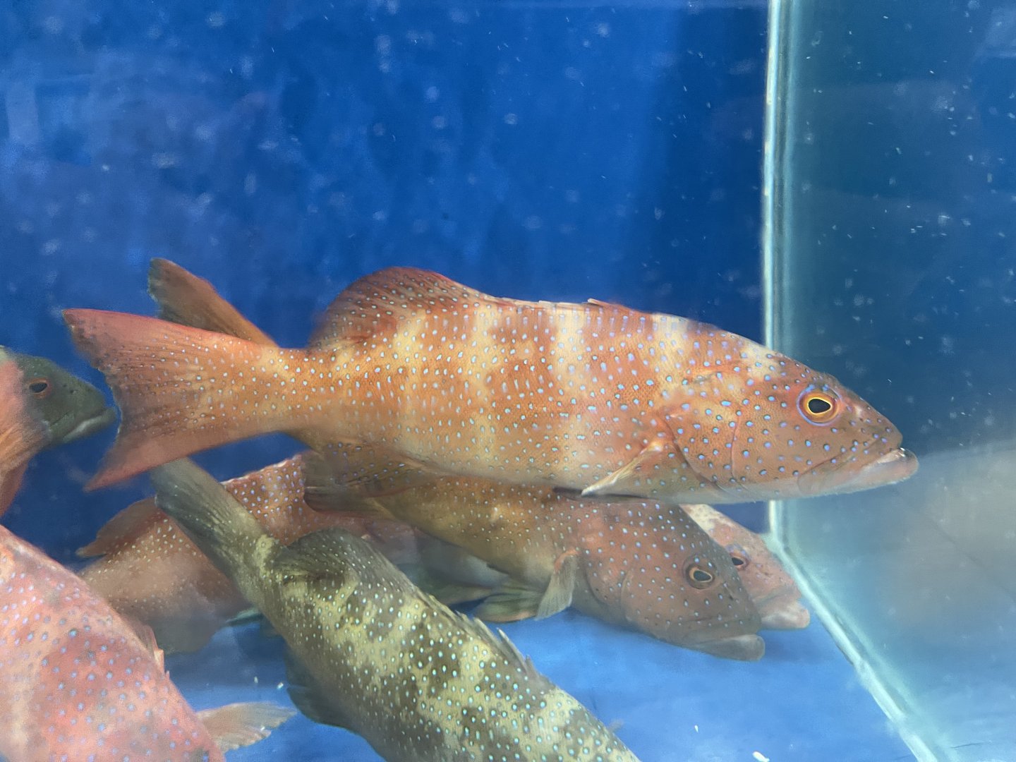 leopard coral grouper (plectropomus leopardus) (2)