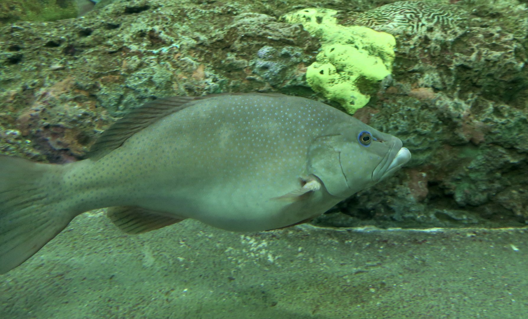 Leopard Coral Grouper (Plectropomus leopardus)