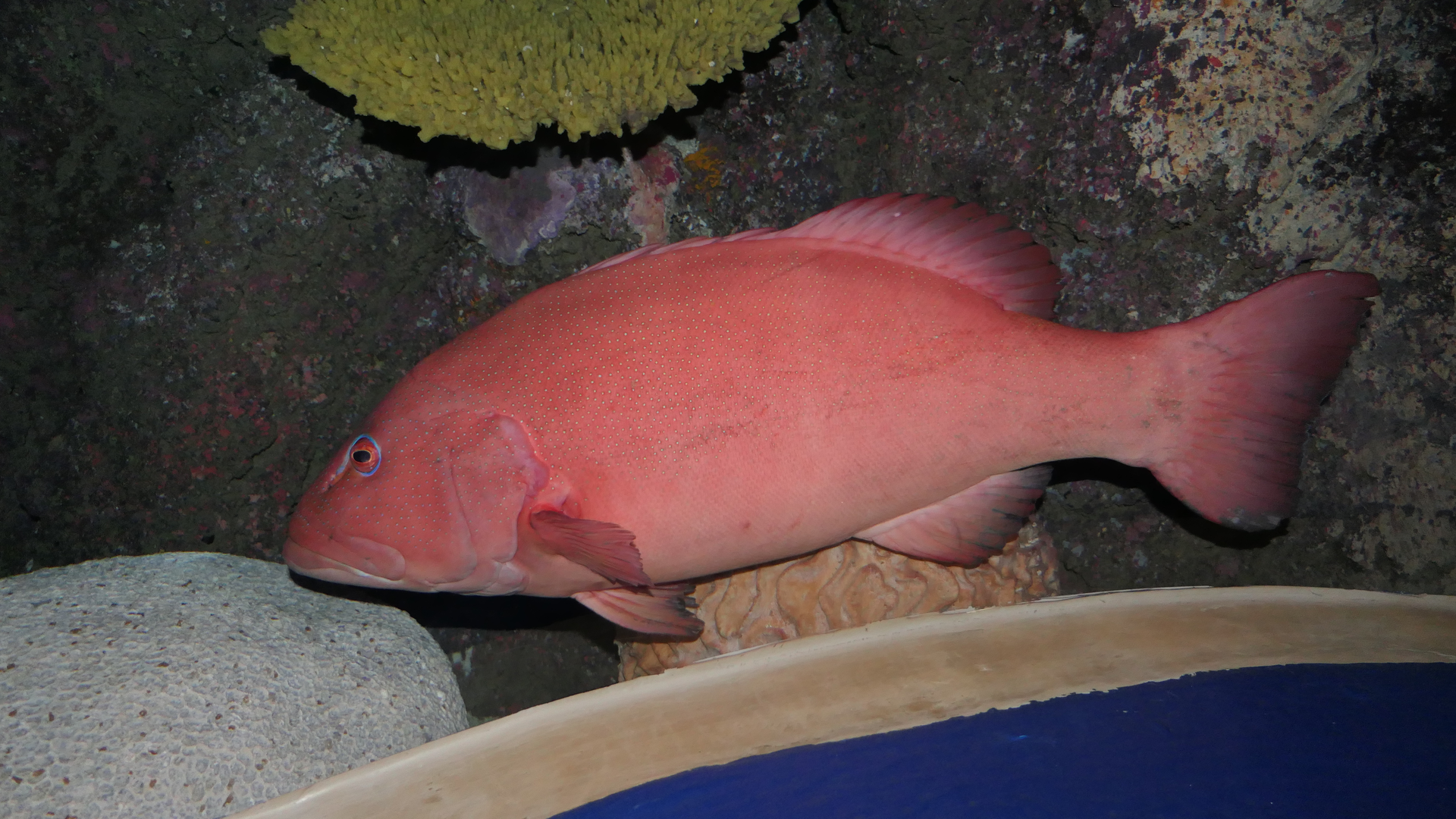 Leopard Coralgrouper