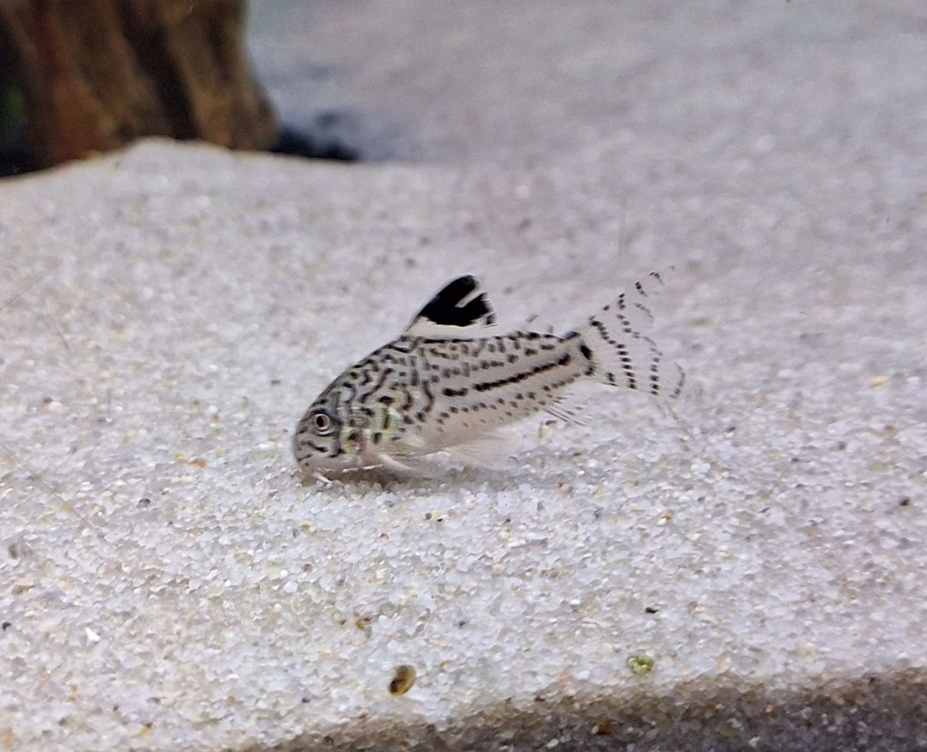 Leopard Cory (Corydoras julii)