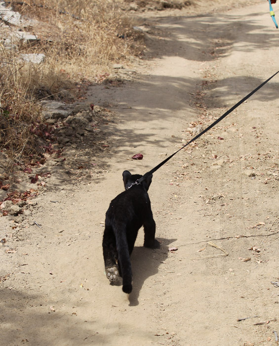 leopard cub for a walk