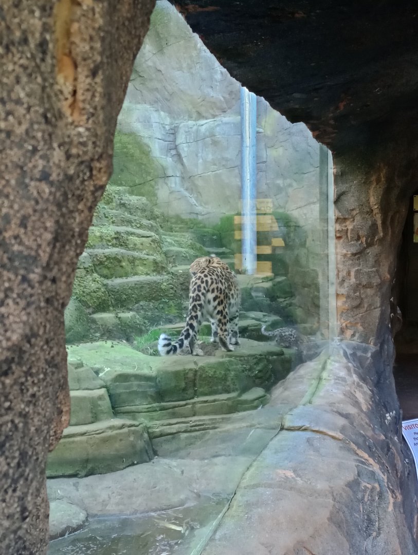 Leopard cub with Esra