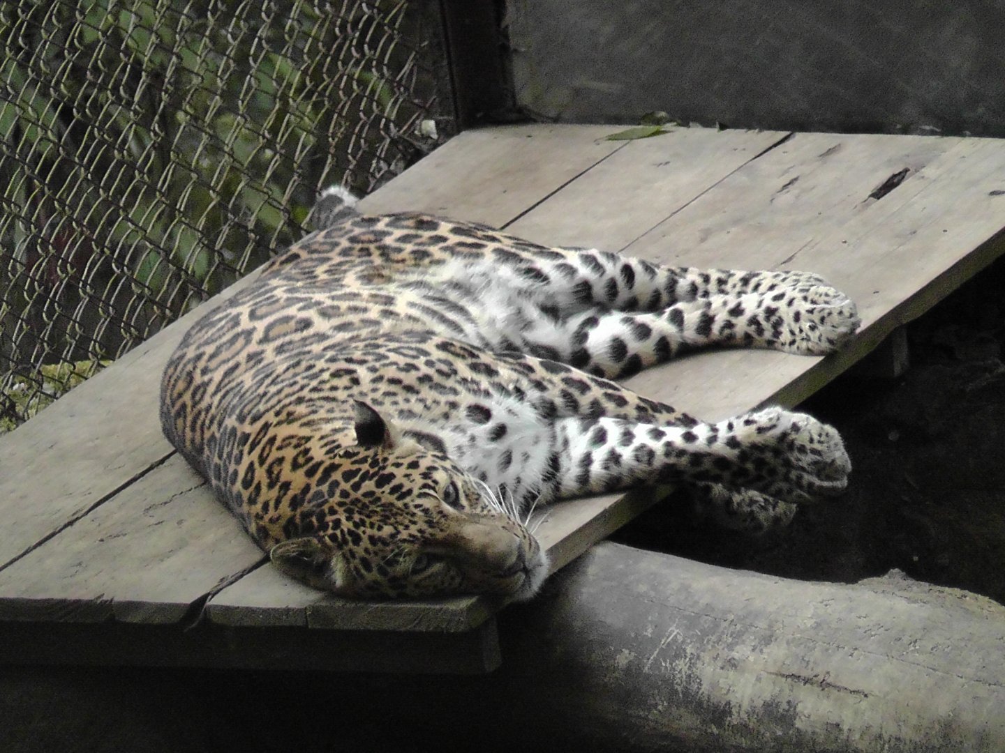 Leopard, Darjeeling Zoo
