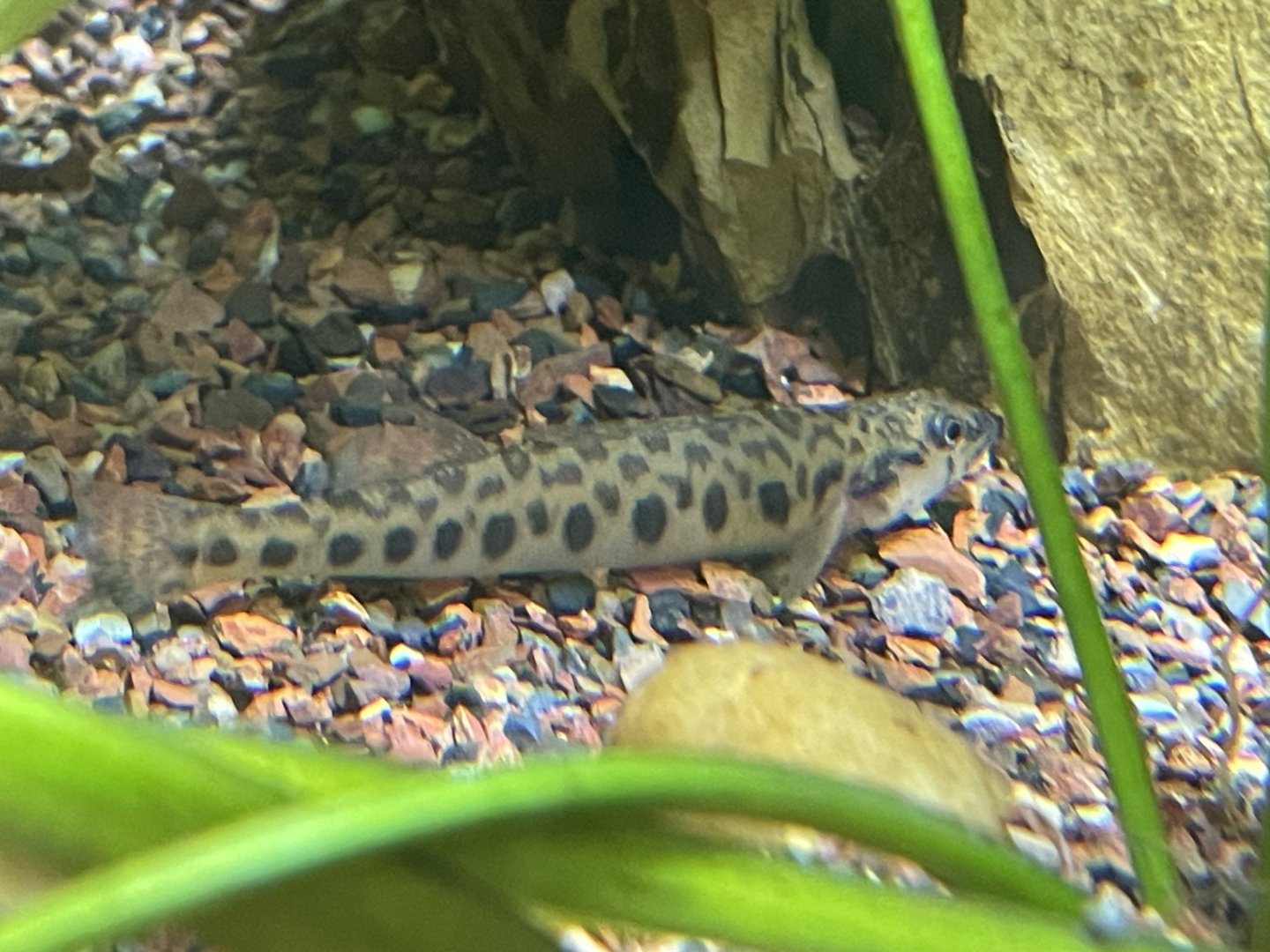 Leopard Darter (Percina pantherina)