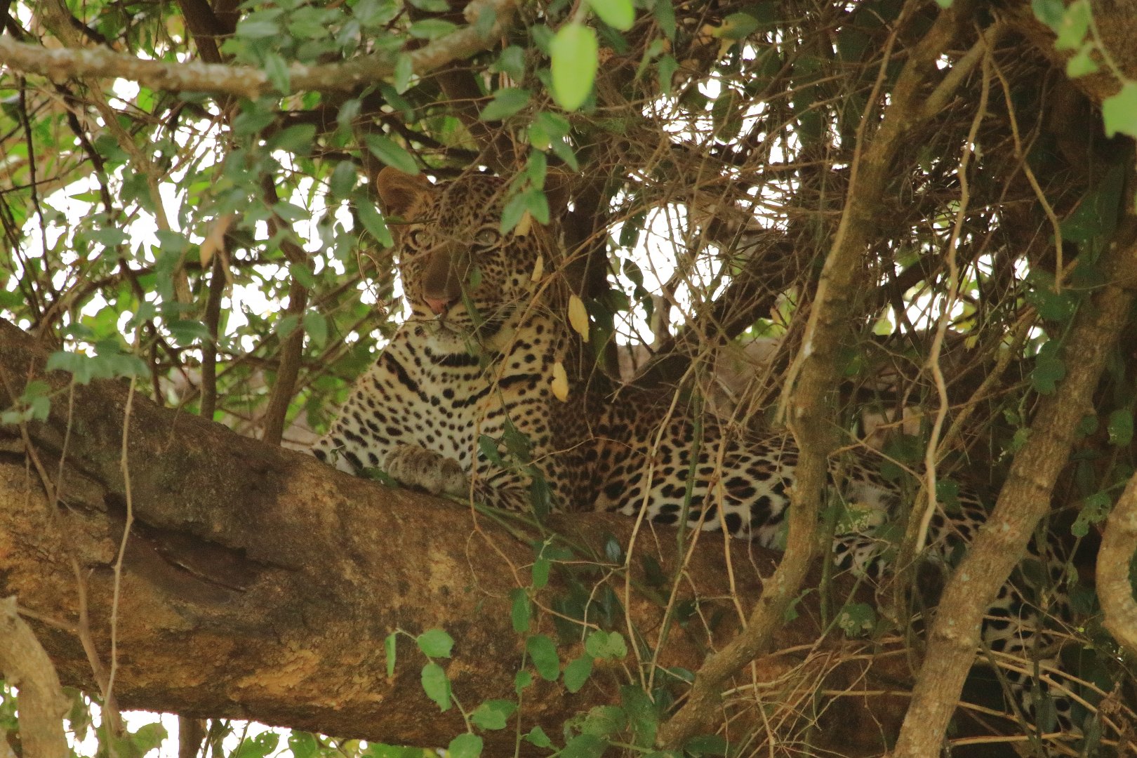 Leopard (December 2019)