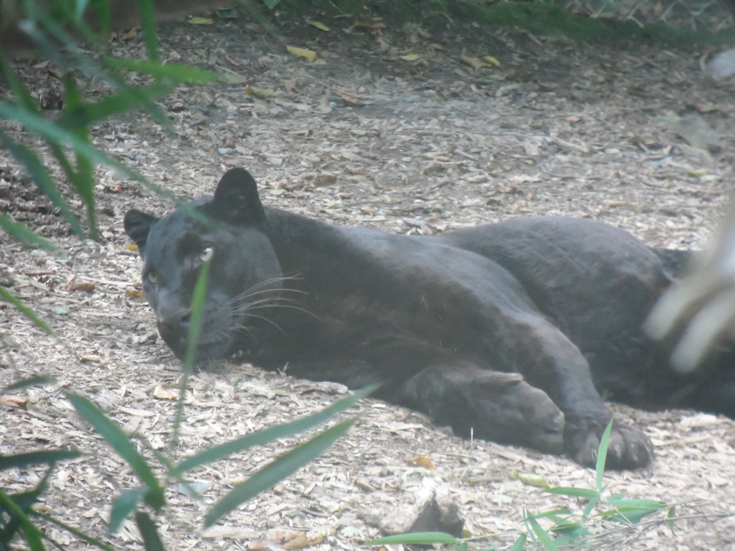 Leopard (Ebony, I believe) - 1/9/20
