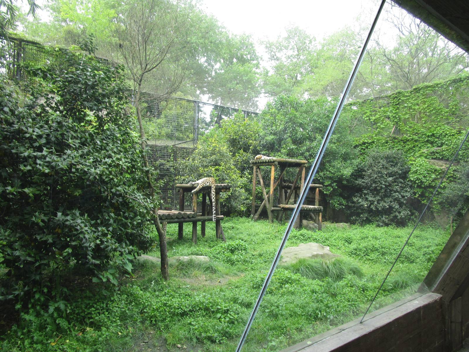 Leopard Enclosure - 16/04/2016