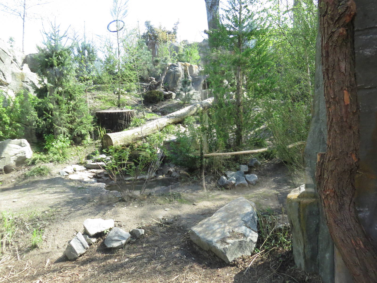 Leopard enclosure, April 2014.