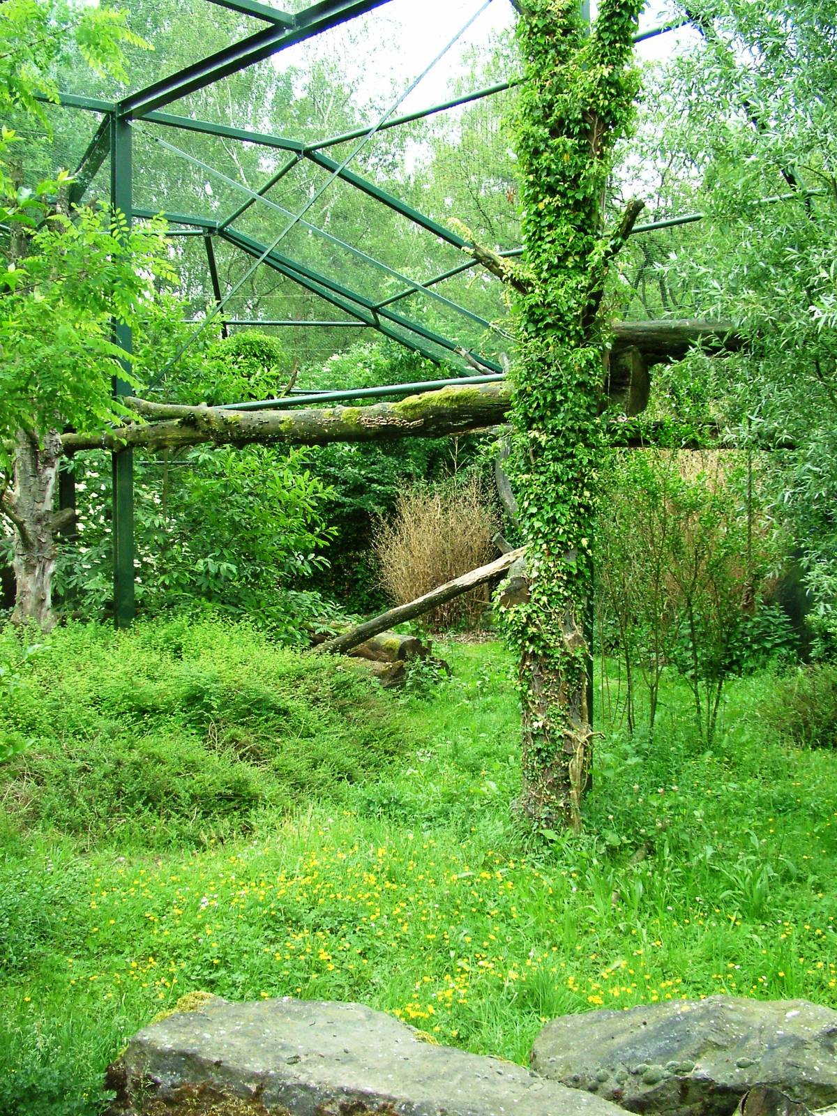 Leopard Enclosure at Beekse Bergen, 31/05/12