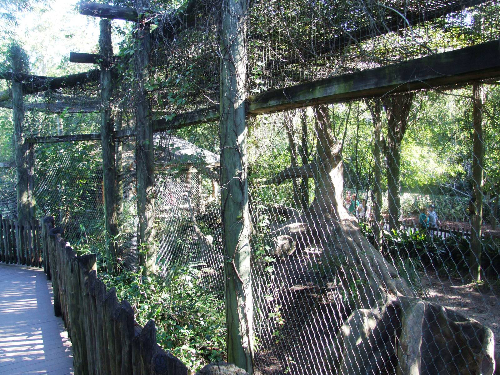 Leopard Enclosure at Jacksonville, 10/10/13