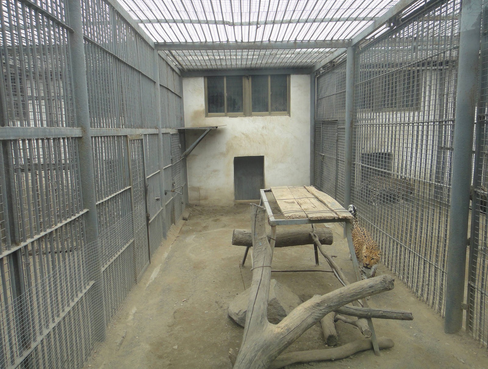 Leopard enclosure