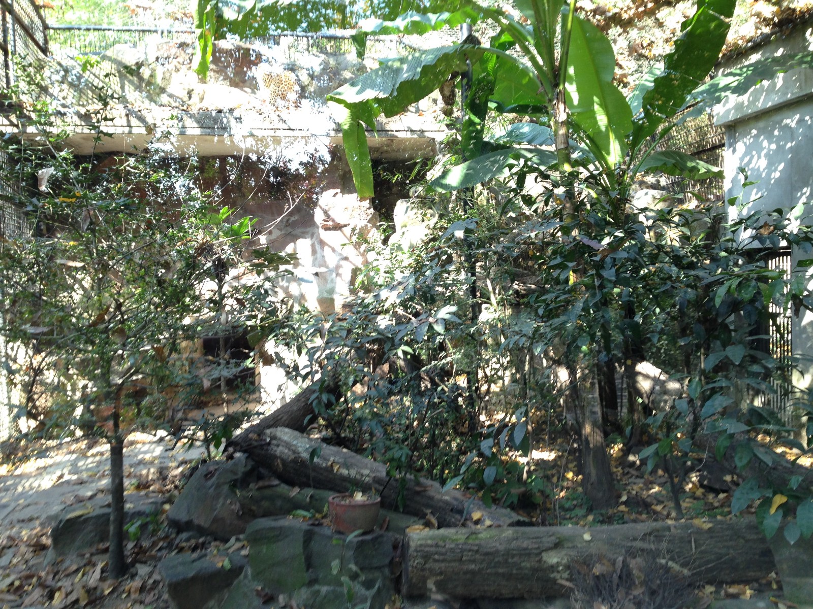 Leopard enclosure