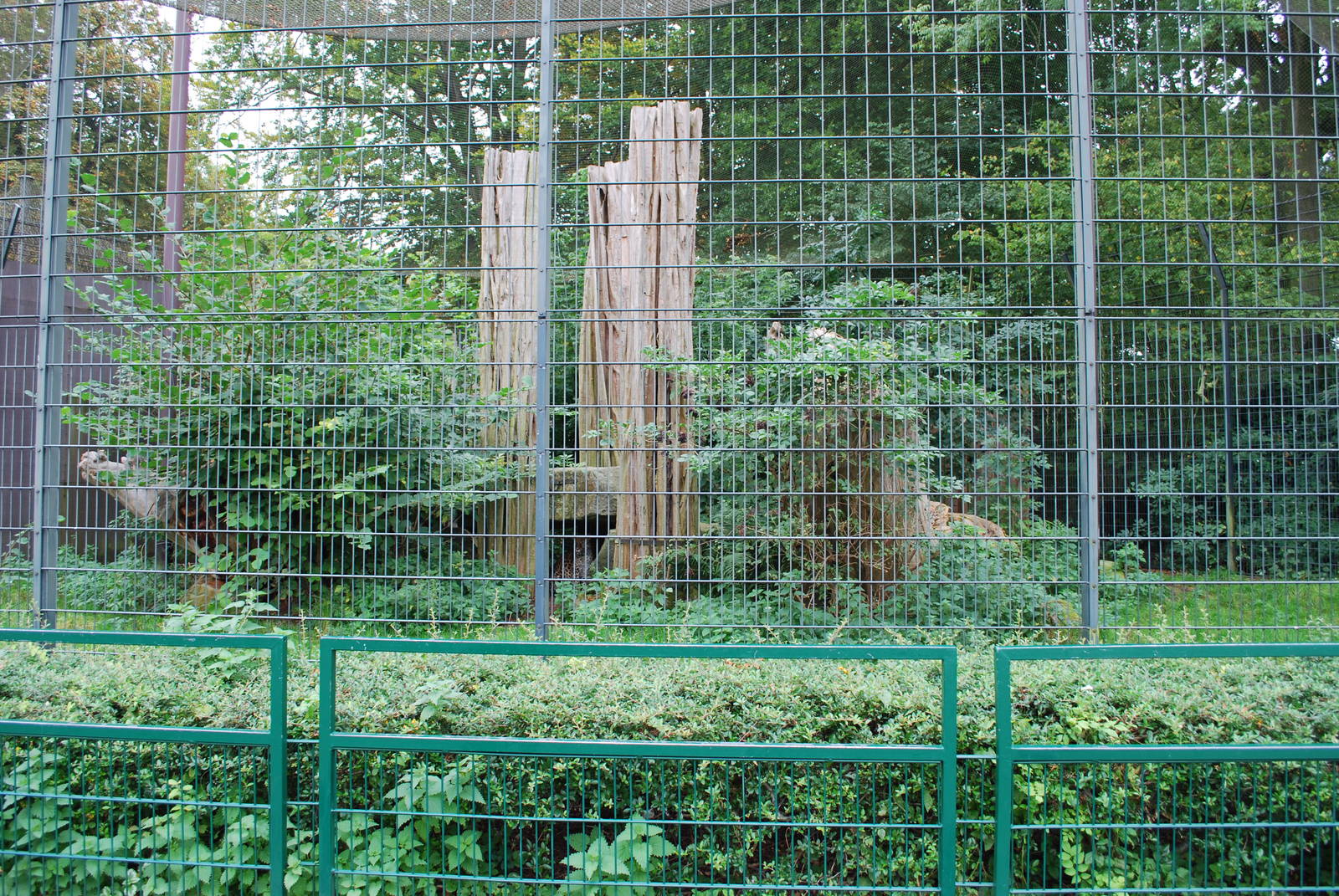 Leopard enclosure