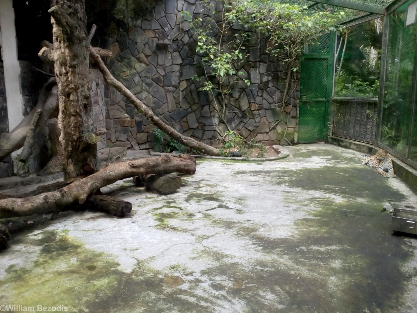 Leopard Enclosure