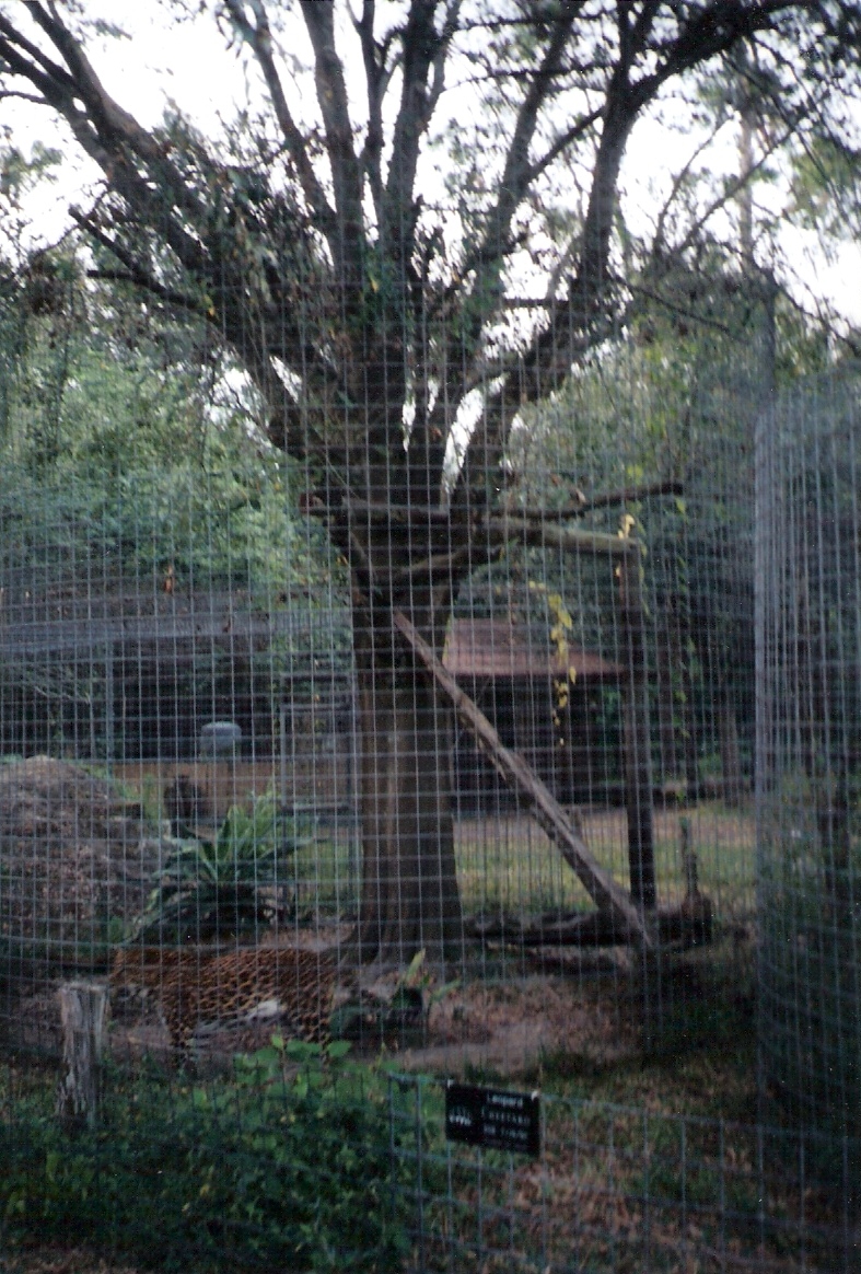 Leopard Enclosure