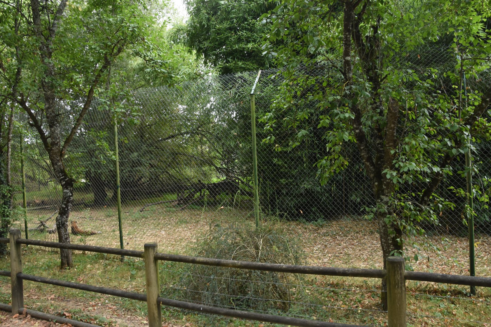 Leopard enclosure