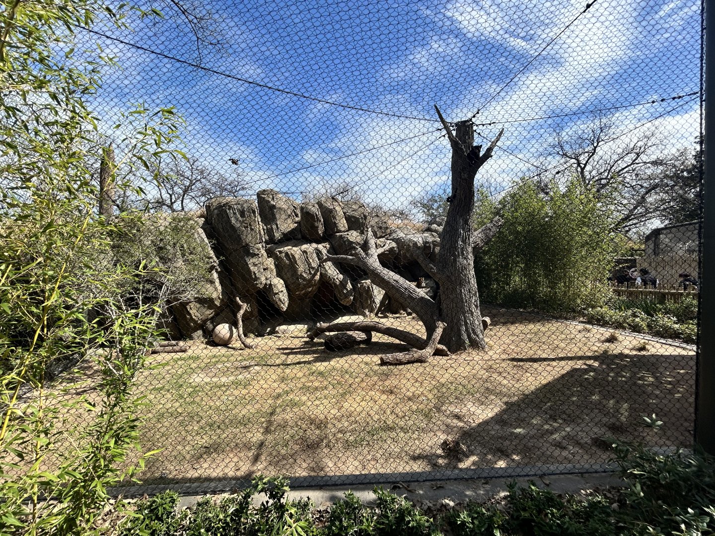Leopard Enclosure