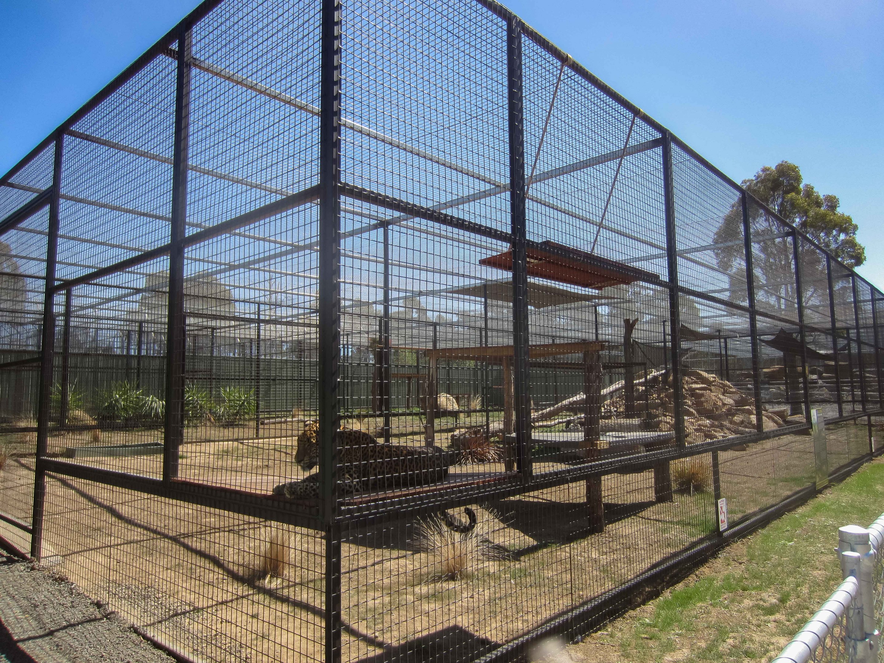 Leopard enclosure