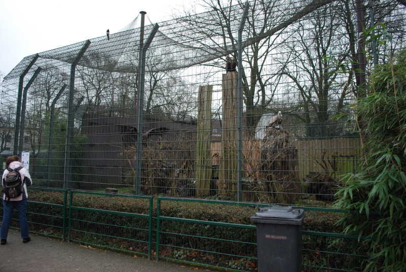 Leopard enclosure