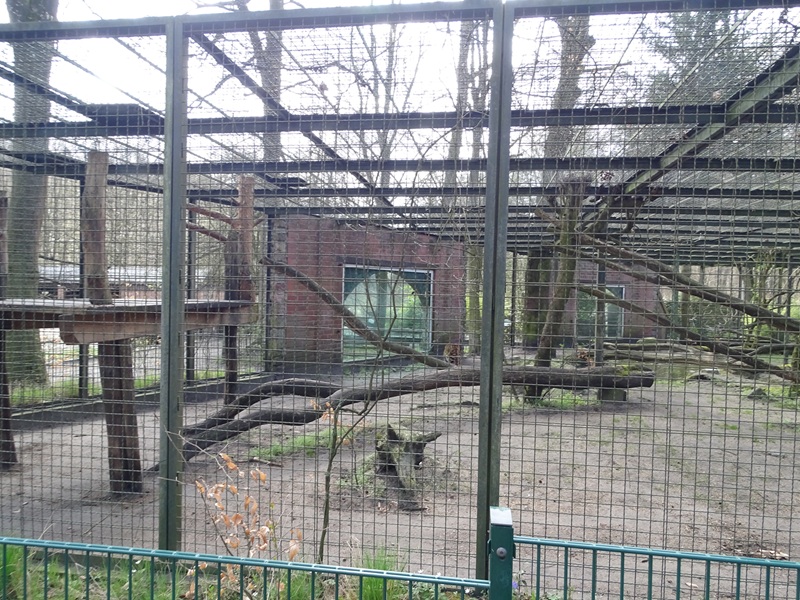 Leopard enclosure